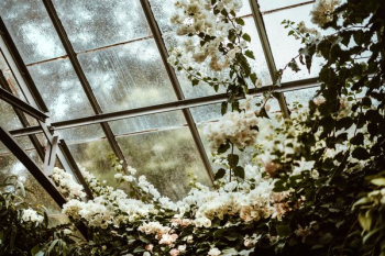 Greenhouse Blossoms Greenhouse Blossoms