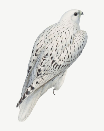 Greenland falcon bird, vintage animal | Free PSD Illustration - rawpixel Greenland falcon bird, vintage animal | Free PSD Illustration - rawpixel