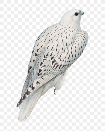 Greenland falcon png bird sticker, | Free PNG Illustration - rawpixel Greenland falcon png bird sticker, | Free PNG Illustration - rawpixel