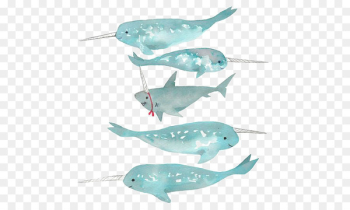 Greenland shark Narwhal Whale shark - Whale shark Greenland shark Narwhal Whale shark - Whale shark