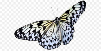 Greta oto Butterfly Light Reflection Wing - Large White PNG Transparent Butterfly Clipart 