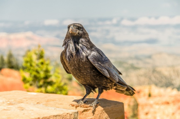 Grey and Black Crow during Daytime Grey and Black Crow during Daytime