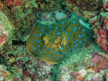 Grey and Blue Manta Ray Camouflage in Corals Grey and Blue Manta Ray Camouflage in Corals