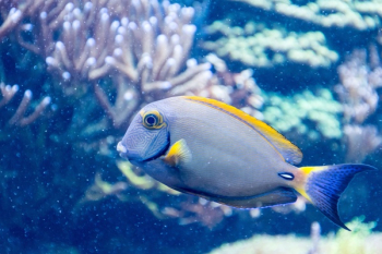Grey and Yellow Salt Fish Grey and Yellow Salt Fish