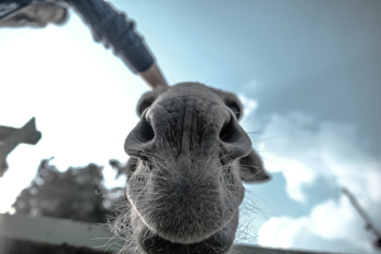 Grey Animal in Grray Scale Photo Grey Animal in Grray Scale Photo