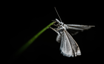Grey Butterfly Grey Butterfly