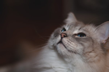 Grey Cat With Blue Eyes Grey Cat With Blue Eyes
