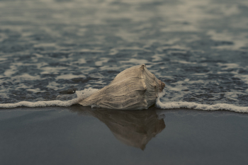 Grey Conch Shell on Shore Grey Conch Shell on Shore