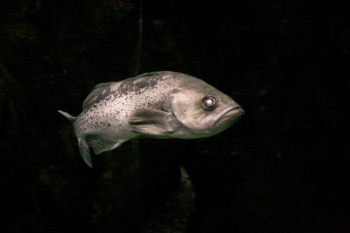 grey fish grey fish
