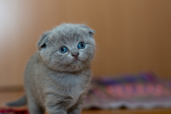 Grey Fur Kitten Grey Fur Kitten