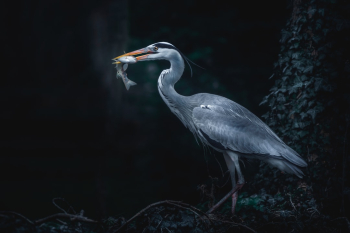 Grey Heron Grey Heron