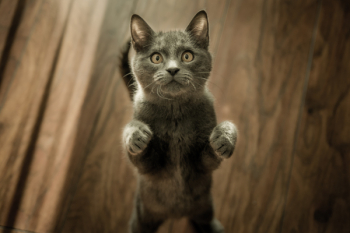 Grey Kitten On Floor