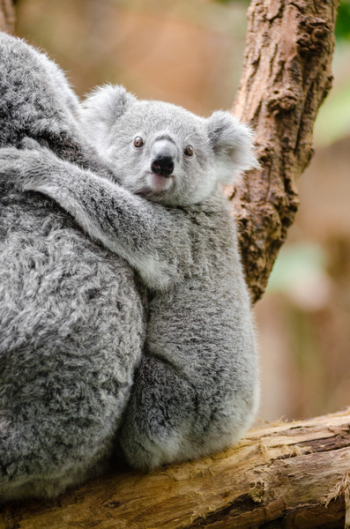 Grey Koala Grey Koala