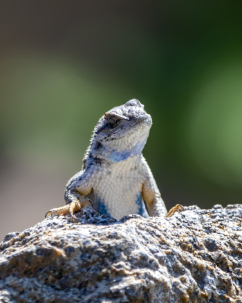 Grey lizard on a grey rock Grey lizard on a grey rock