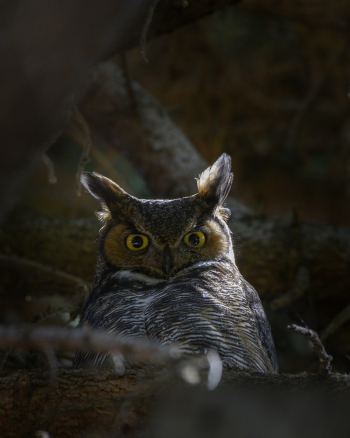 Grey Owl Grey Owl