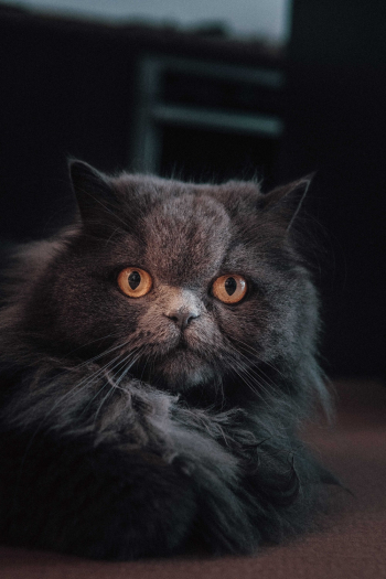 Grey Persian Cat Grey Persian Cat