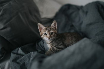 grey Tabby kitten on grey textile grey Tabby kitten on grey textile