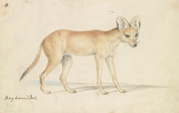 Greyhound Dhole by Charles Hamilton | Free Photo - rawpixel Greyhound Dhole by Charles Hamilton | Free Photo - rawpixel