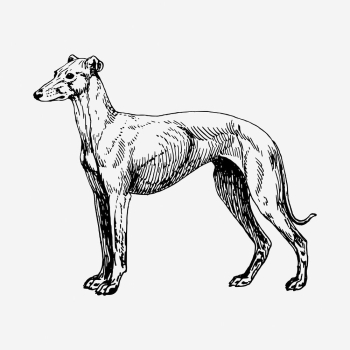 Greyhound dog drawing, vintage hand | Free Photo - rawpixel