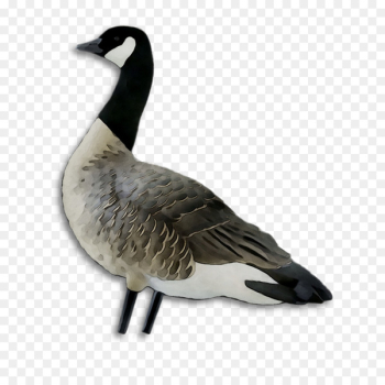 Greylag goose Duck Bird Canada - Greylag goose Duck Bird Canada -