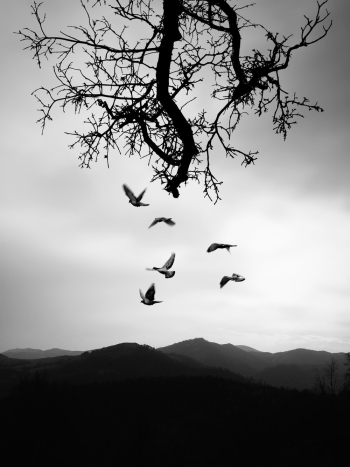 Greyscale Photo of Birds Greyscale Photo of Birds