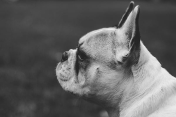greyscale photo of French bulldog greyscale photo of French bulldog