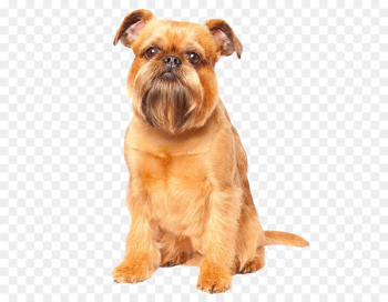 Griffon Bruxellois, Petit Brabancon, Maltese Dog, Dog, Mammal PNG