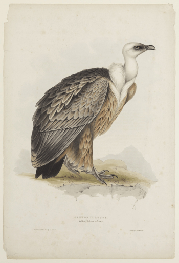 Griffon Vulture (ca. 1850) print | Free Photo - rawpixel Griffon Vulture (ca. 1850) print | Free Photo - rawpixel
