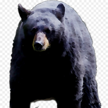 Grizzly bear American black bear Fur Terrestrial animal -  