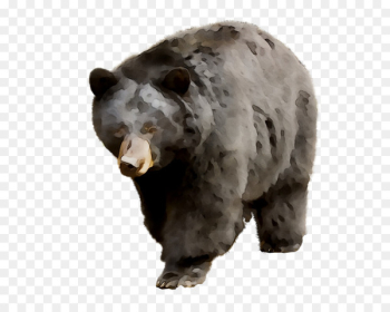 Grizzly bear American black bear Portable Network Graphics Leporids -  