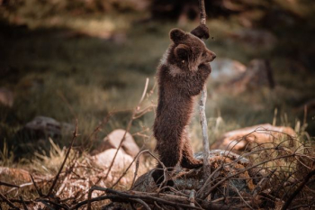 grizzly bear cub stand beside stick grizzly bear cub stand beside stick