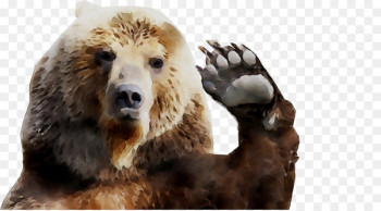 Grizzly bear Fur Terrestrial animal Snout -  