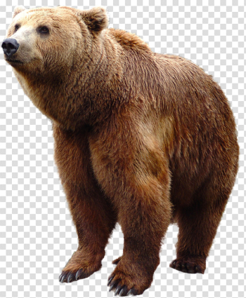 Grizzly Bear Png , (+) Png Group - romolagarai.org<
