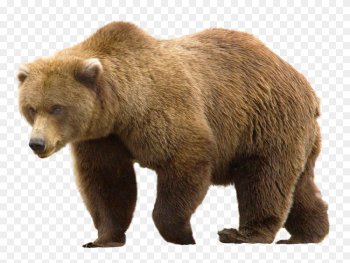 Grizzly Bear Png , (+) Png Group - romolagarai.org<