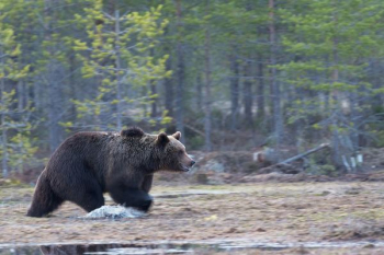 grizzly bear walking on landscape field