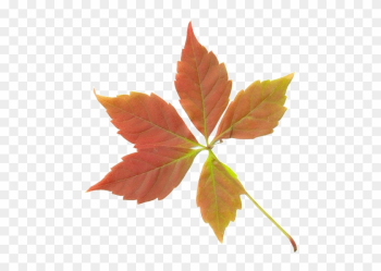 Grnleaf Maple Leaf Oak - Fall Leaf