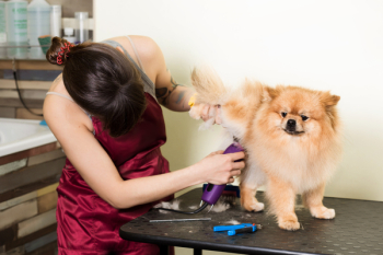 Groomer woman haircut cute pomeranian in hair service. Dog grooming