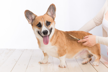 Grooming service. Close up of dog getting his hair cut at the groomer