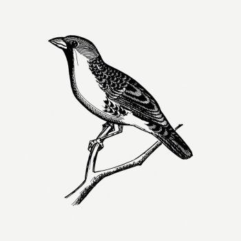 Grosbeak bird clipart, vintage animal | Free PSD Illustration - rawpixel Grosbeak bird clipart, vintage animal | Free PSD Illustration - rawpixel