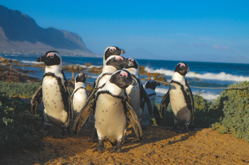 Group of African Penguins Group of African Penguins