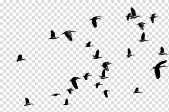 Group of black birds, Bird migration Flight Duck Animal migration, flying bird transparent background PNG clipart