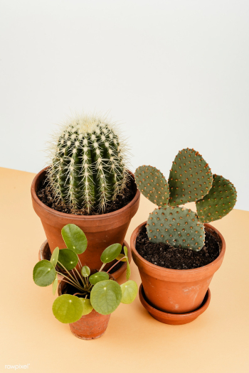 Group of cactus in flowerpots | Free stock photo - 543786 Group of cactus in flowerpots | Free stock photo - 543786