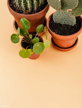Group of cactus in flowerpots | Free stock photo - 543788 Group of cactus in flowerpots | Free stock photo - 543788