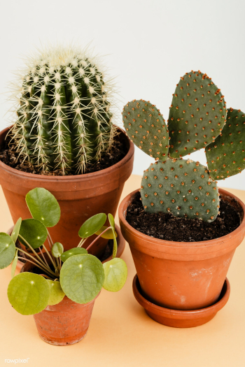 Group of cactus in flowerpots | Free stock photo - 543791 Group of cactus in flowerpots | Free stock photo - 543791