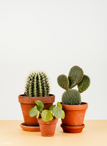 Group of cactus in flowerpots | Free stock photo - 543793 Group of cactus in flowerpots | Free stock photo - 543793