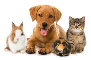 Group of pets Group of pets