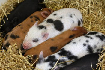 Group of Piglets Group of Piglets