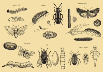 Grow Up Insect Vectors Grow Up Insect Vectors