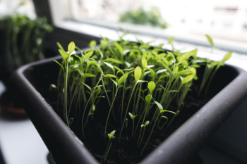 Growing herbs at home Growing herbs at home