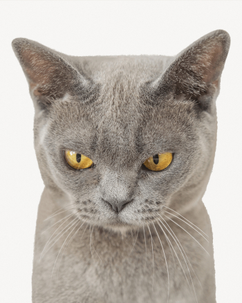 Grumpy cat collage element, animal | Free PSD - rawpixel Grumpy cat collage element, animal | Free PSD - rawpixel